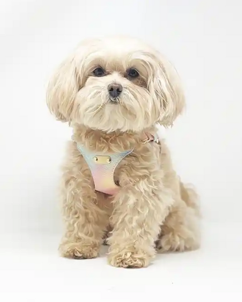 Paww Vibe™ Adjustable Waterproof Leather Pet Harness – Secure, Stylish & Weather-Proof Comfort for Small Dogs & Cats